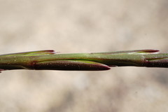 Lolium rigidum