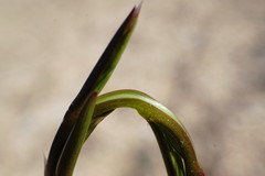 Lolium rigidum