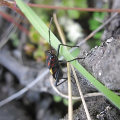 Oncopeltus orourkeae