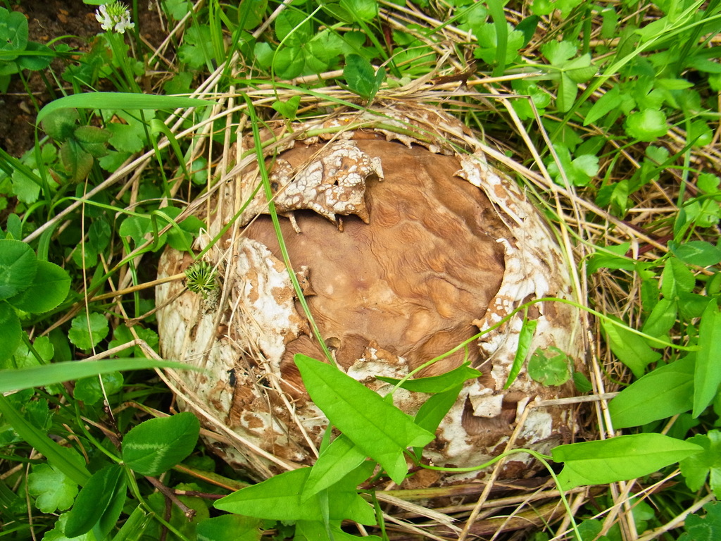 Calvatia nipponica · July 2015 · photo: © heikindai_87 (iNaturalist, cc0)
