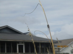 Diceroprocta viridifascia