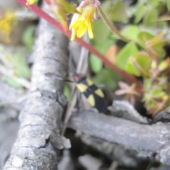 Oncopeltus orourkeae