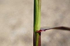 Lolium rigidum