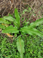 Rumex japonicus