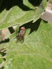 Diptera