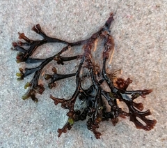 Sarcothalia scutellata