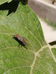 Diptera