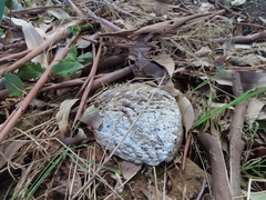 Haliotis midae