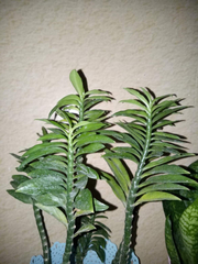Zamioculcas zamiifolia