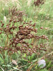 Filipendula vulgaris