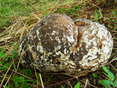 Calvatia nipponica