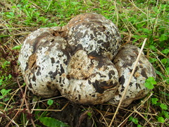 Calvatia nipponica