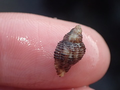Acanthinucella spirata