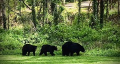Ursus americanus