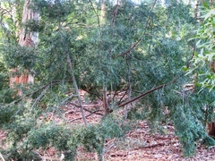 Afrocarpus falcatus