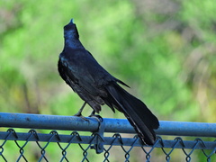 Quiscalus mexicanus