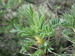 Astragalus arnacanthoides