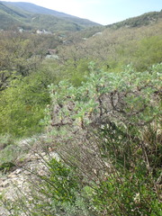 Astragalus arnacanthoides