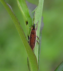 Lixus placidus