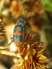 Hapalochrops sumtuosus