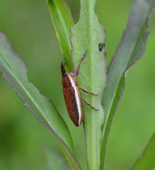 Lixus placidus