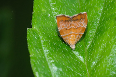 Choreutis achyrodes