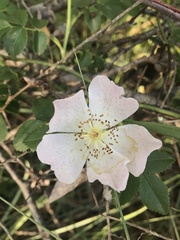 Rosa canina