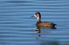 Netta erythrophthalma