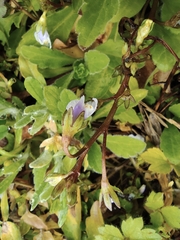 Mazus miquelii