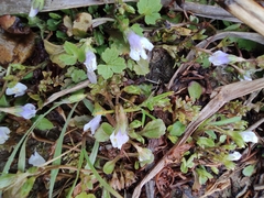 Mazus miquelii