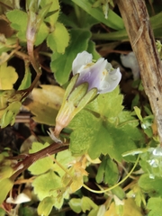 Mazus miquelii