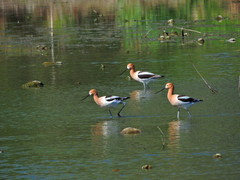 Recurvirostra americana