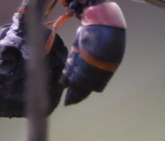 Strepsiptera