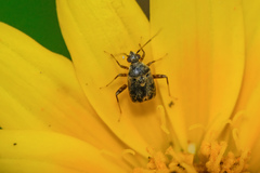 Charagochilus longicornis