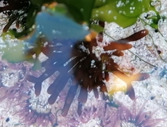 Sarcothalia scutellata