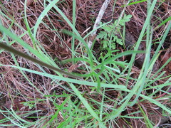 Delphinium carolinianum virescens