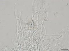 Cartilosoma rene-hentic
