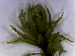 Atrichum altecristatum