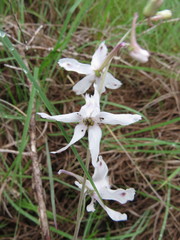 Delphinium carolinianum virescens