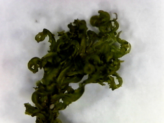 Atrichum altecristatum
