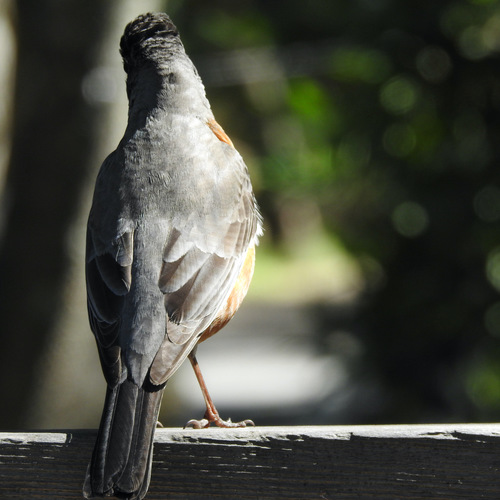 American Robin photographed in California