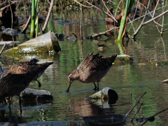 Limnodromus scolopaceus