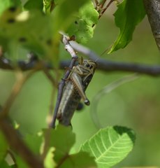 Schistocerca americana