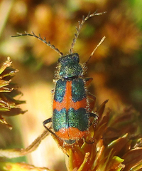 Hapalochrops sumtuosus