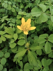 Ranunculus japonicus