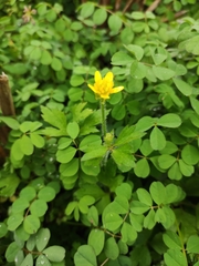 Ranunculus japonicus