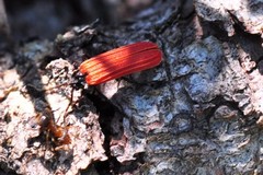 Benibotarus alternatus