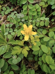 Ranunculus japonicus