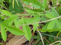 Passiflora pallida