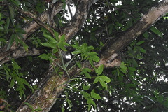 Syngonium angustatum